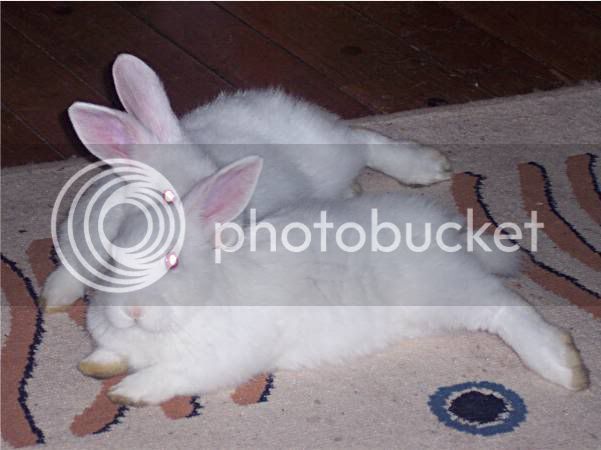 bunnies002.jpg