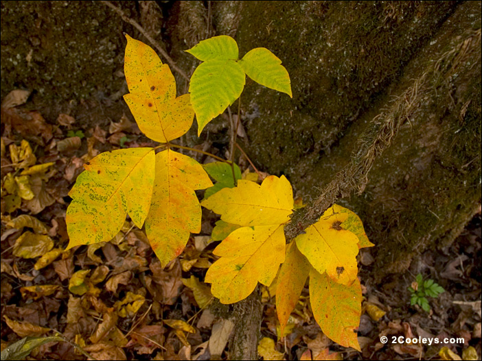 68_fall_foliage_leaves.jpg