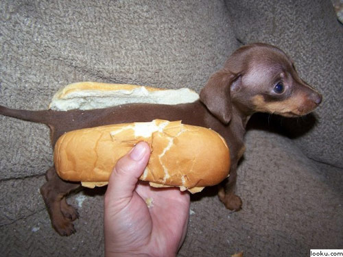 20081209-hot-dog.jpg