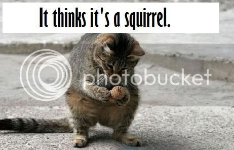 SquirrelCat.jpg