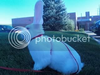 rabbits223.jpg