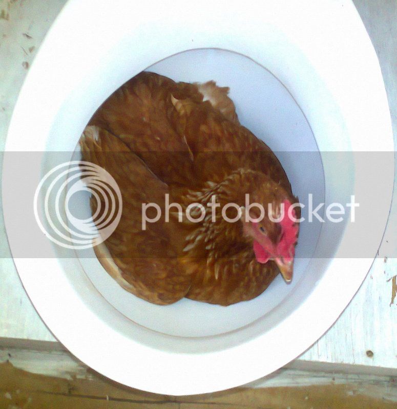 toilettraining002.jpg