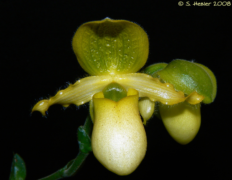 Paphiopedilum_primulinum.jpg