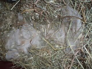 Domestic-rabbit-nest-closeup.jpg