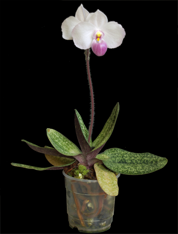 Paphiopedilum%20delenatii%2009.jpg