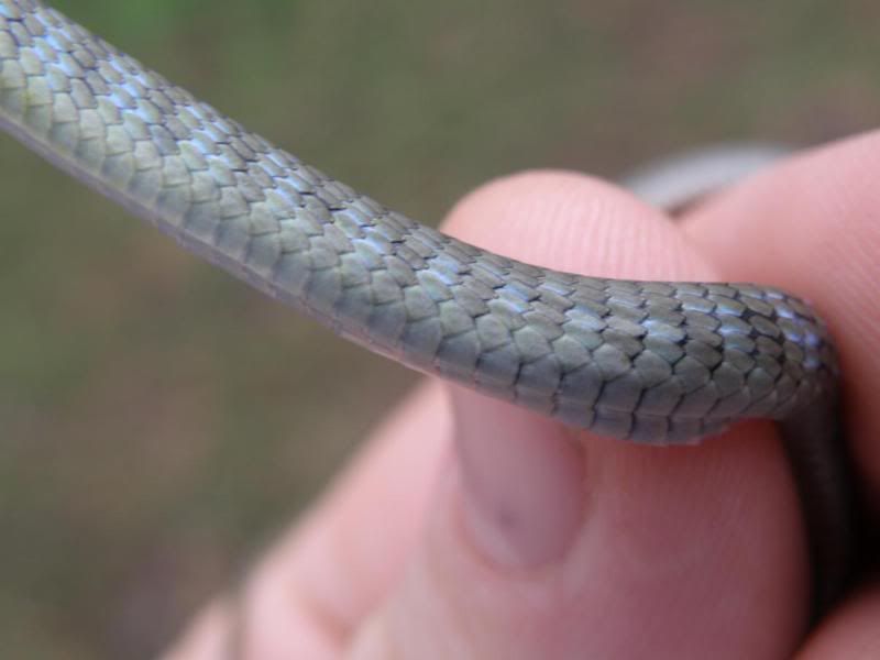 babybluegreentreesnake.jpg