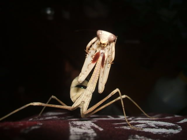 mantisclearout097.jpg