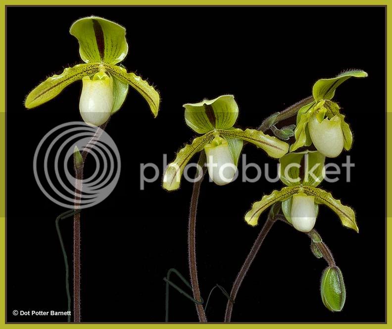 Paph_DruidSpring-09.jpg