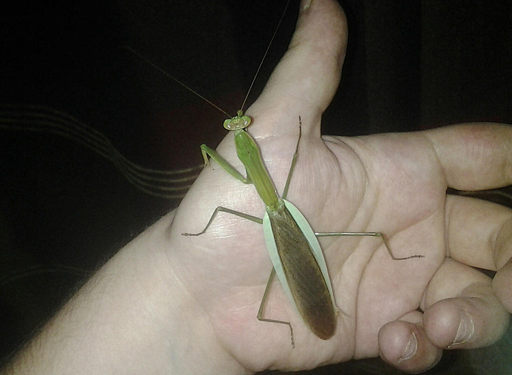 adult_male_tenodera_sinensis__lord_ess_by_alexandersmantids-d7x5i2f.jpg