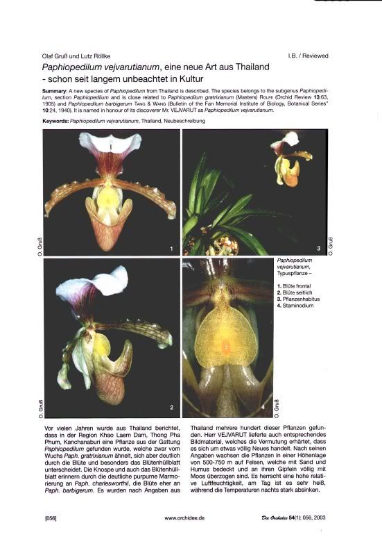 2003-DieOrchidee-54-1-056Paphvejvarutianum.jpg