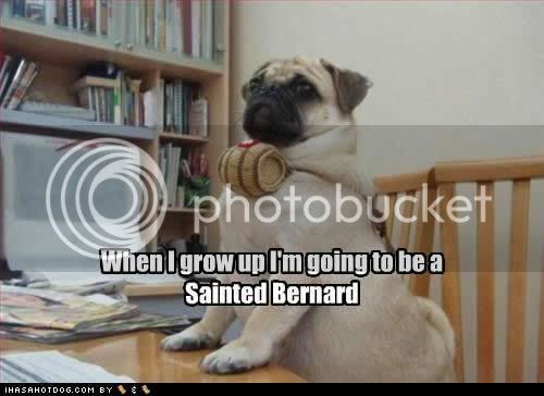 funny-dog-pictures-sainted-bernard.jpg