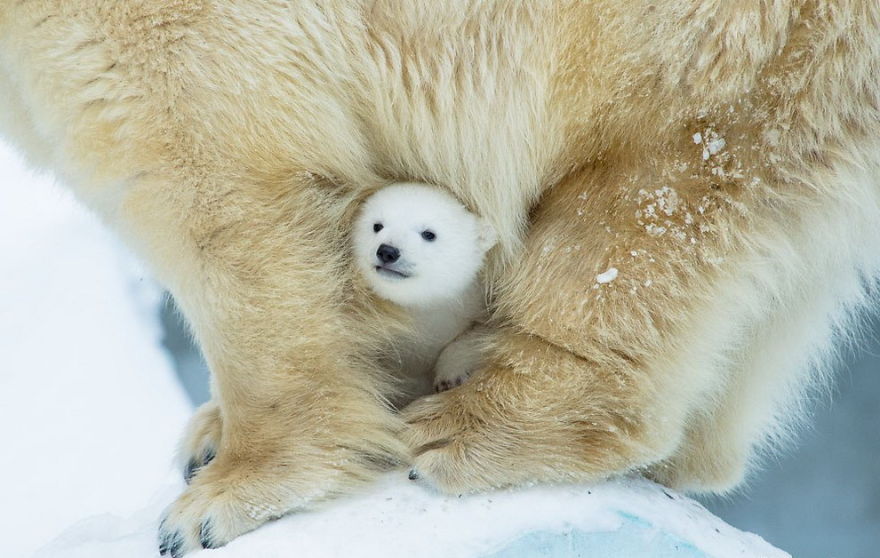 cute-baby-polar-bear-day-photography-53__880.jpg