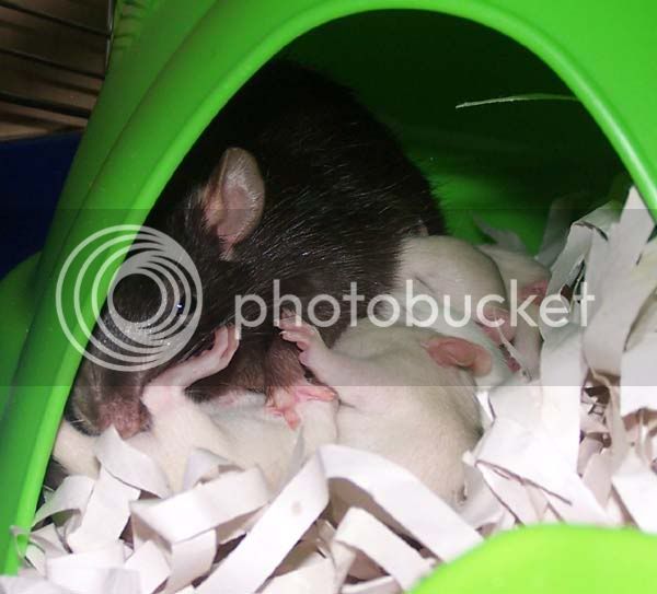 rats049.jpg