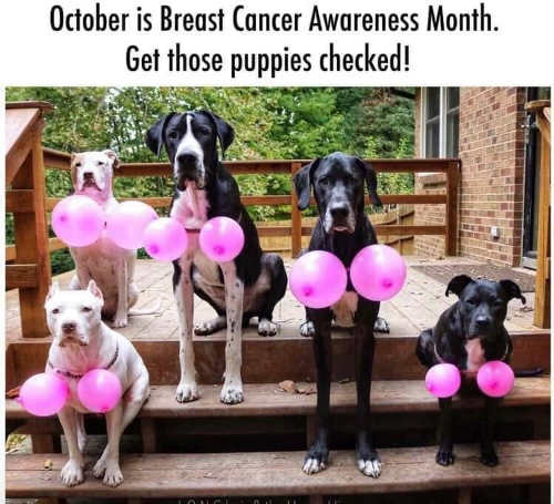 october-is-breast-cancer-awareness-month-get-puppies-checked.jpg