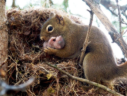 Squirrels-hardly-move-out-of-their-nests-in-the-night.-They-get-back-to-their-nests-before-it-gets-dark..jpg