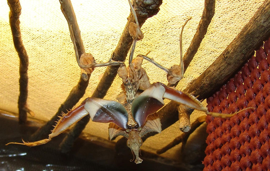 baline__l5_female_idolomantis_diabolica_by_alexandersmantids-d91gy39.jpg