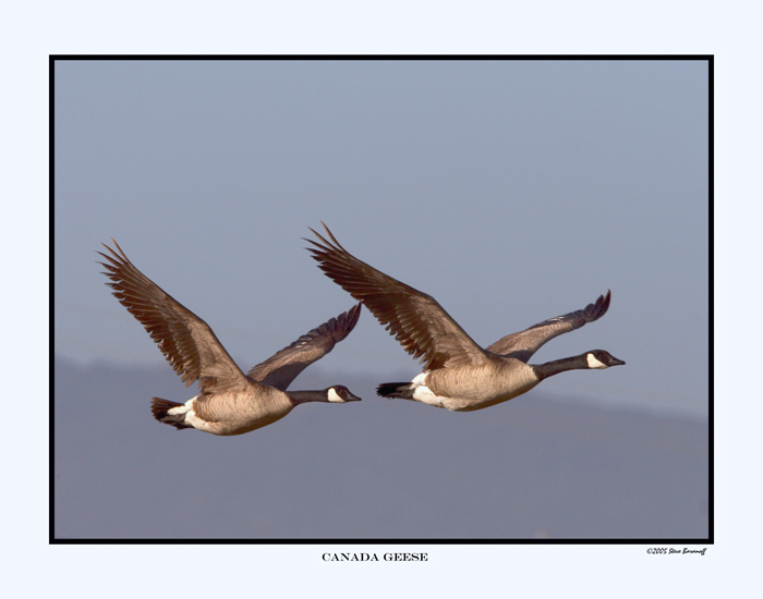 1770-canada-geese-c11x14.jpg