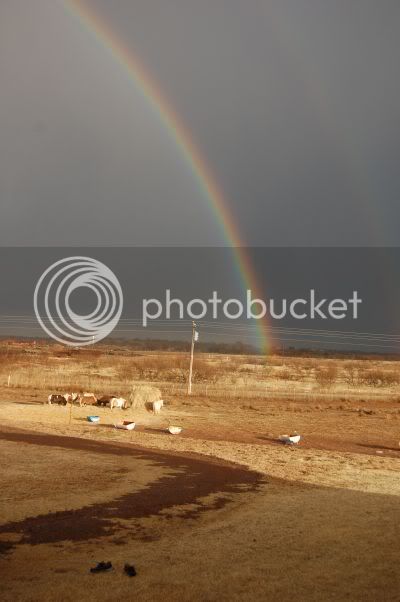 2010rainbow1.jpg