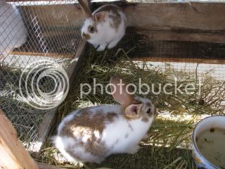 bunnies005.jpg