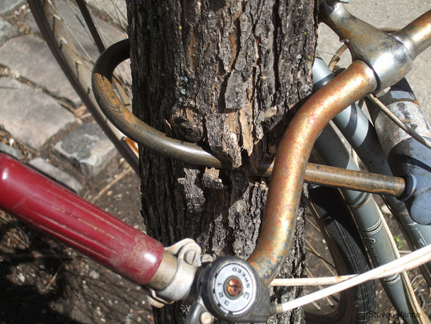 Bike-lock-girdling-tree_Steven-Vance.jpg