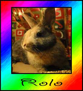 rolo1.png