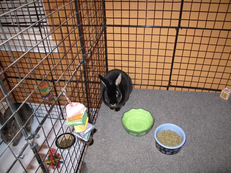 Rabbits090218024.jpg