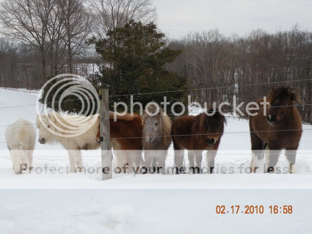 feb2010horses007.jpg