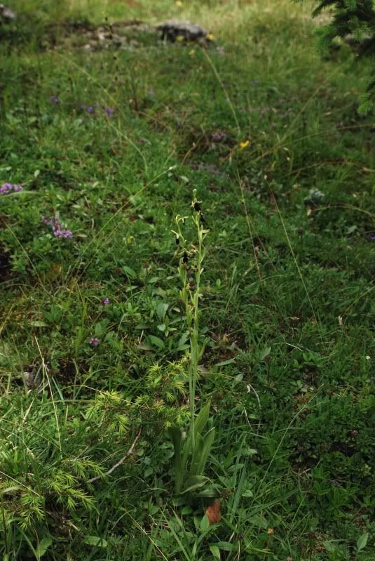 Ophrysinsectiferad1Weiensteinalm200.jpg