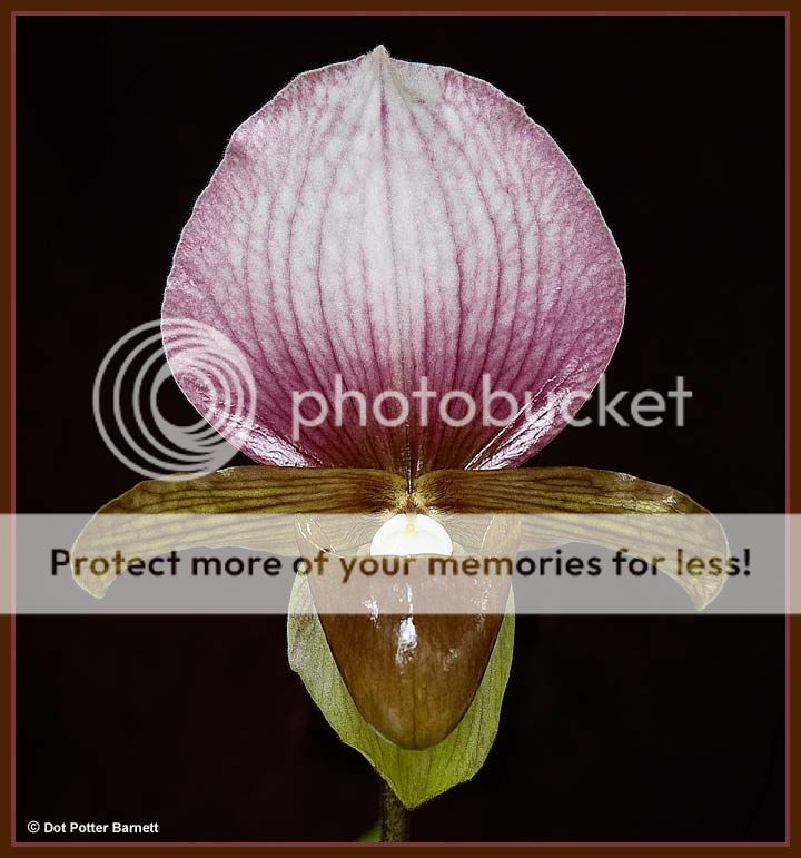 Paph_charlesworthii-09.jpg