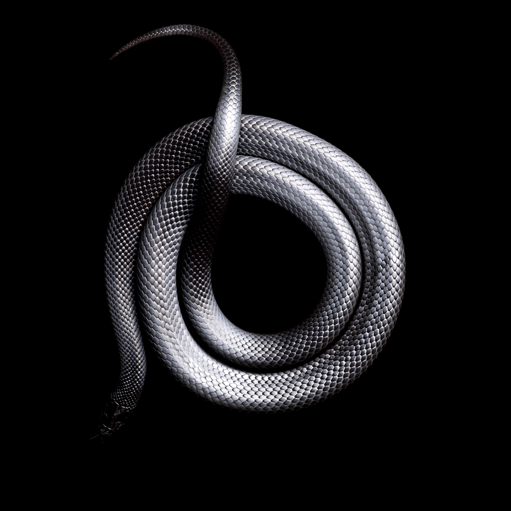 Mexican-Black-King-Snake-2010-copy.jpg