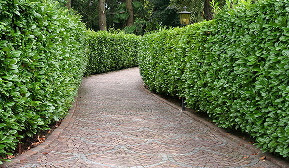 22195513-Prunus-laurocerasus-English-laurel-fast-growing-hedge-driveway-estate.jpg