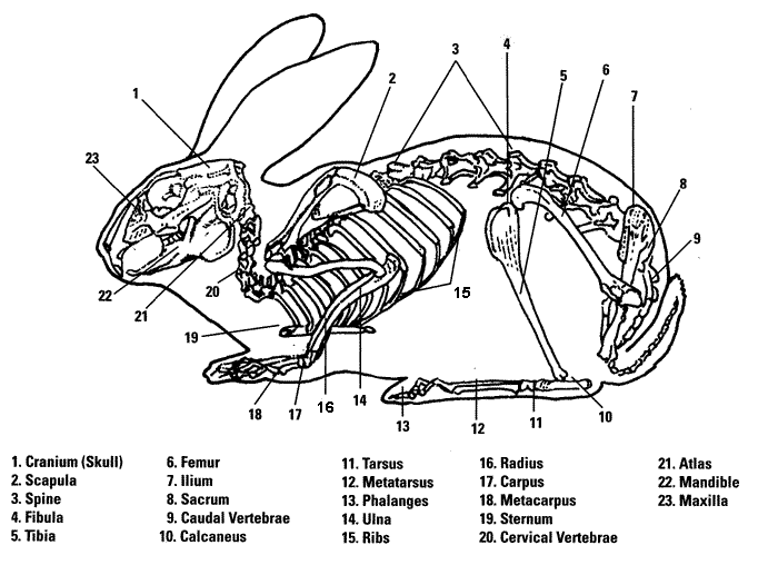 rabbit_skeleton_labeled.gif