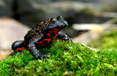 fire_bellied_toad_Small.jpg