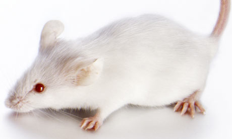 White-Mouse-001.jpg