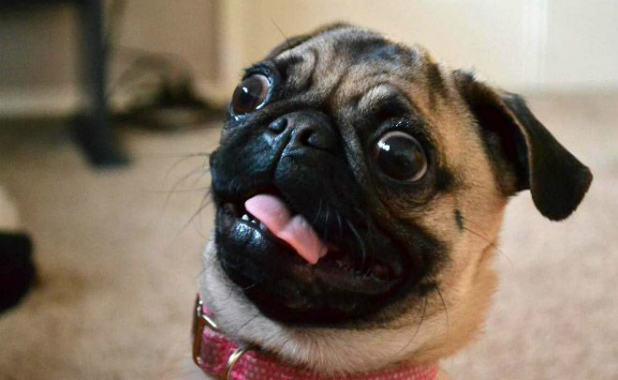 shocked-pug.jpg