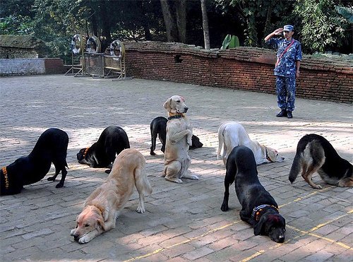 dog_ass_salute_wtf.jpg