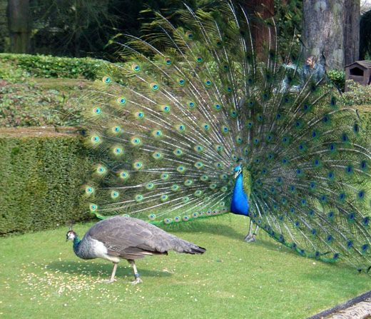 peacock-wooing-peahen.jpg