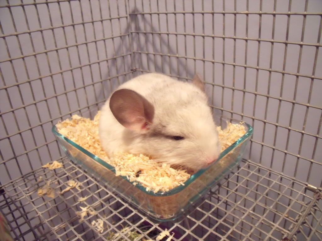 Chinchillas001.jpg