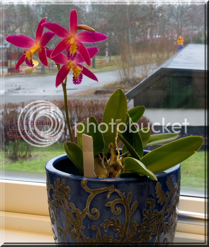 Laelia-ghillany-x-sincor.jpg