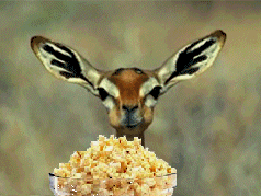 Deer_eating_popcorn2_zps031b187f.gif