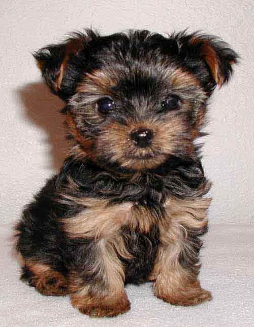 terrier-puppy.jpg