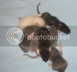 Rats075.jpg