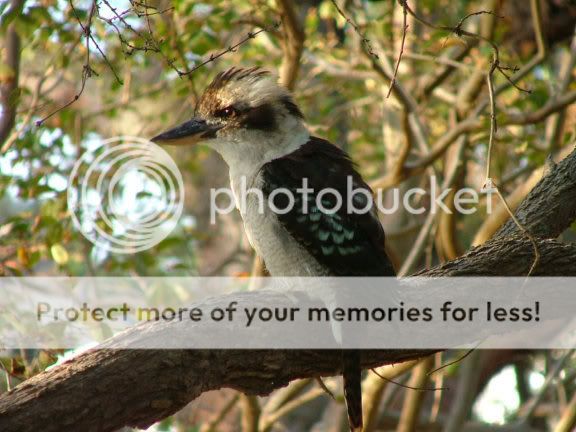 kookaburra5.jpg