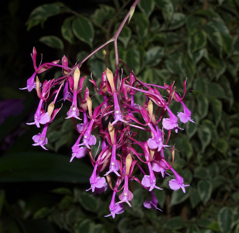 Epidendrum%20capricornu.jpg