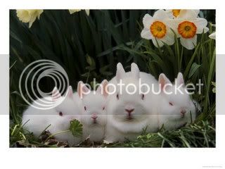 Netherland-Dwarf-Rabbits-Photograph.jpg