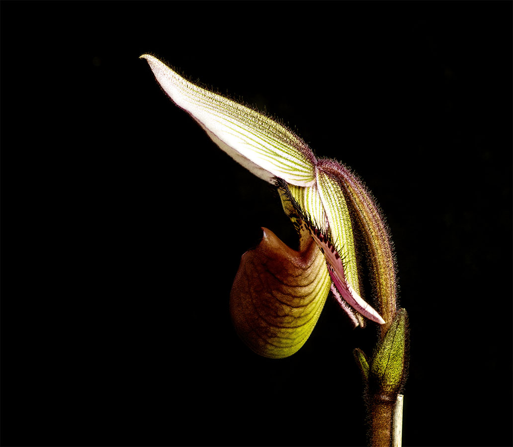 Paph%20ciliore%203%202020.jpg