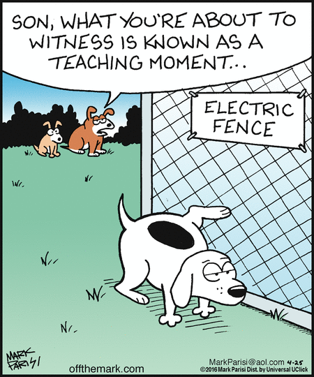 dog-electric-fence.gif