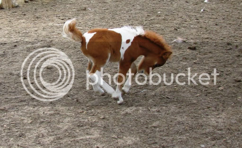 foals09-3042.jpg
