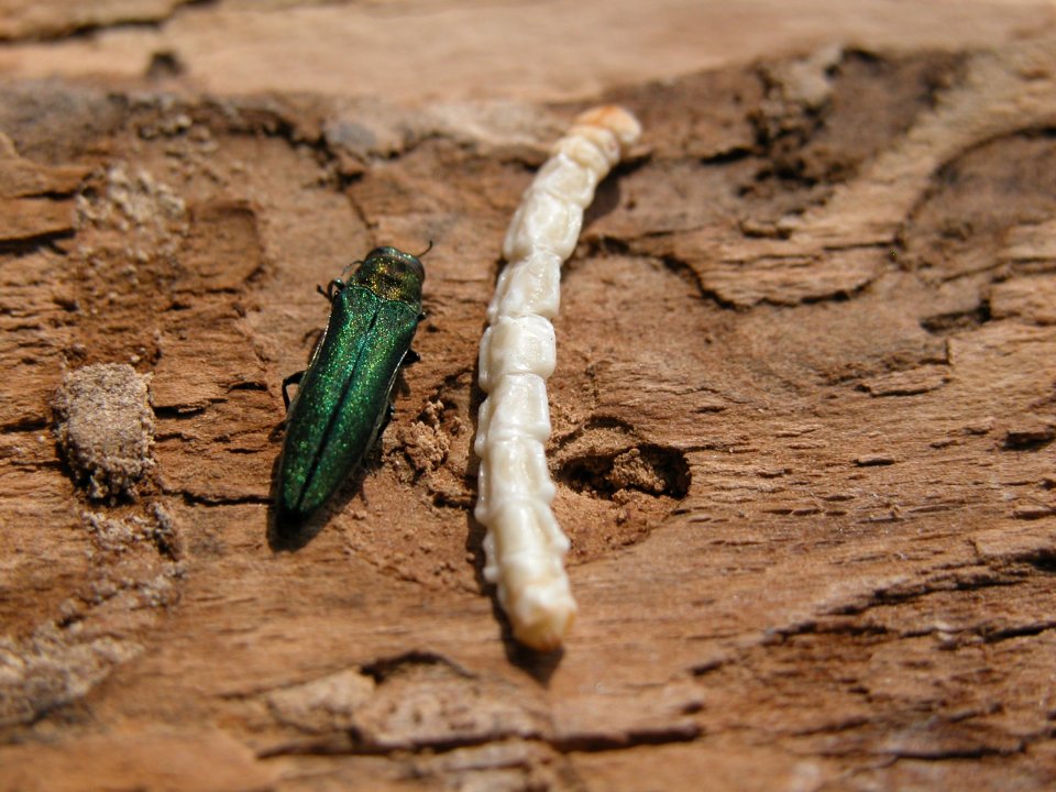 emerald-ash-tree-borer-beetle-and-larvae.jpg