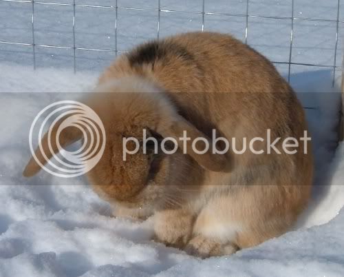 snowbunns10.jpg